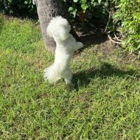 Téquila un amour de louloute #6