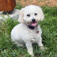 Téquila un amour de louloute #7