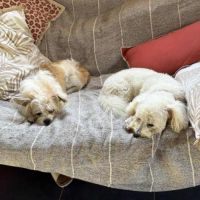 Téquila un amour de louloute #8