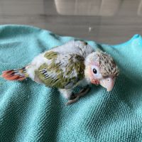 Conure eam
