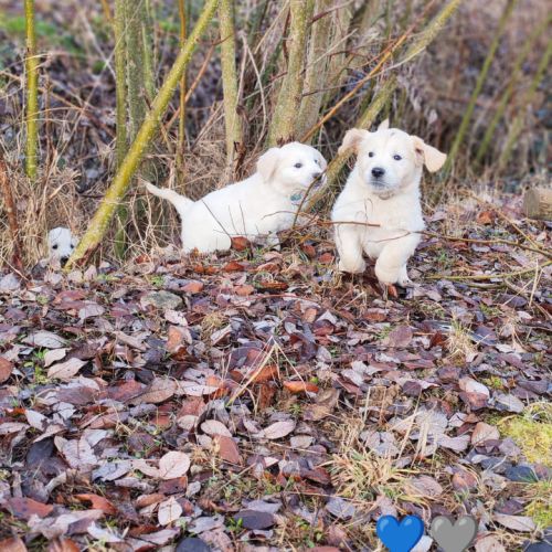 Chiot golden retriever #1