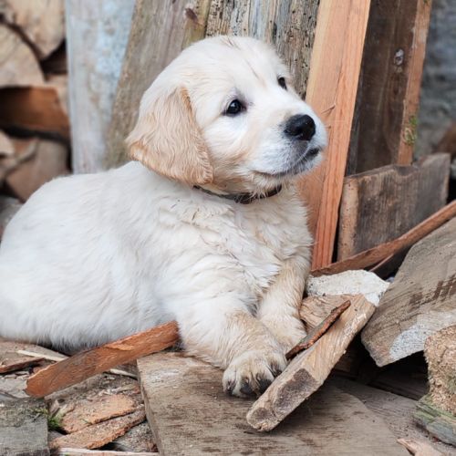 Chiot golden retriever #3