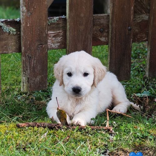 Chiot golden retriever