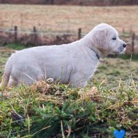 Chiot golden retriever #2