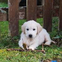Chiot golden retriever #0