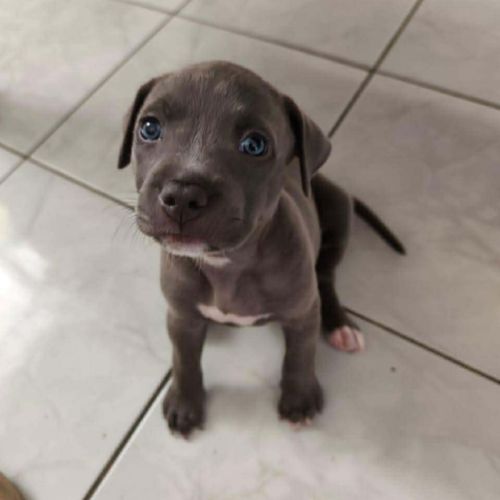 Maggie, un amour de bébé