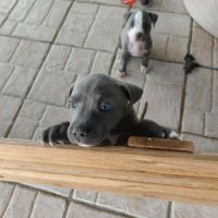 Maggie, un amour de bébé #4