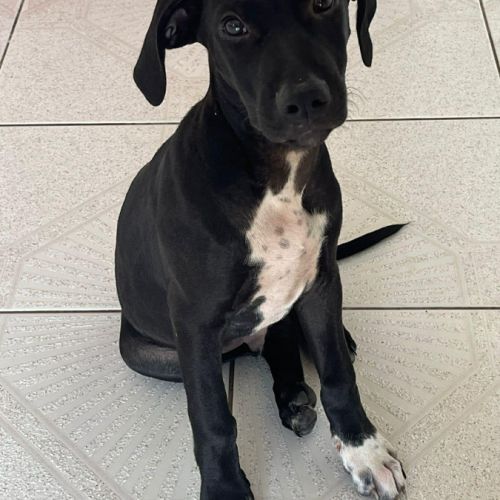 Blacky, le joyeux luron