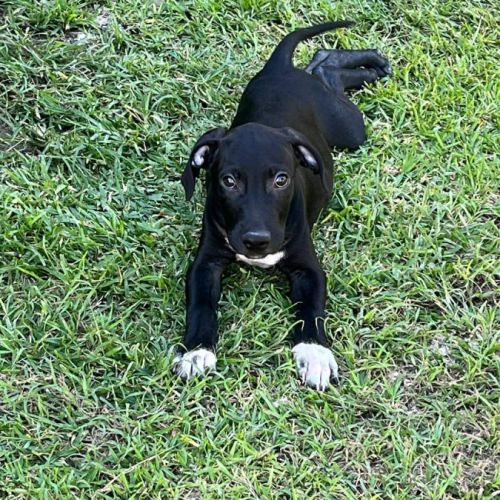 Blacky, le joyeux luron #2