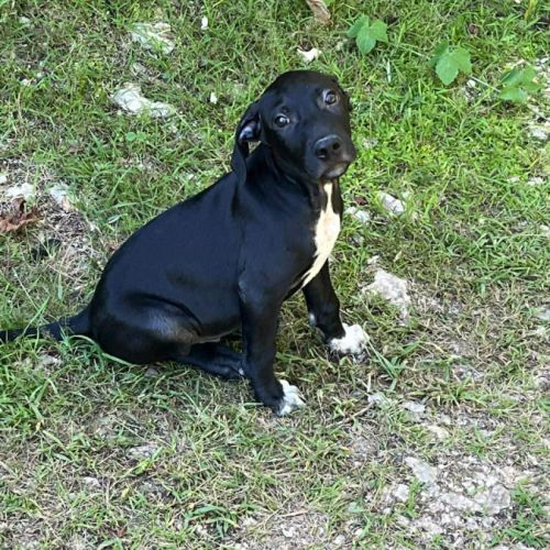 Blacky, le joyeux luron #3