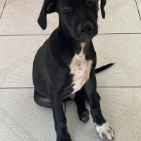 Blacky, le joyeux luron #0