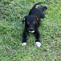 Blacky, le joyeux luron #2