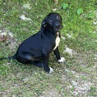 Blacky, le joyeux luron #3