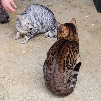 Magnifique bengal #1