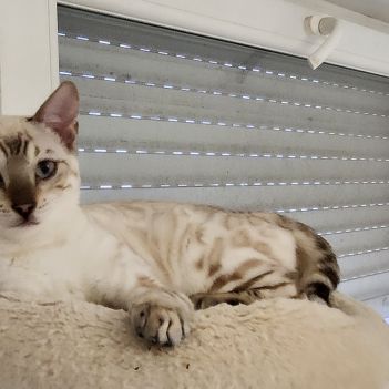 Magnifique bengal #3