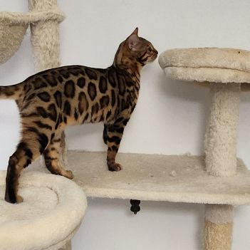 Magnifique bengal #4