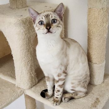 Magnifique bengal #5