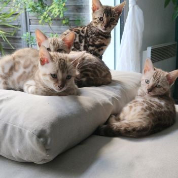 Magnifique bengal #6