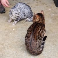 Magnifique bengal #1