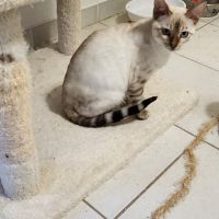 Magnifique bengal #2