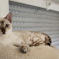 Magnifique bengal #3