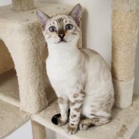 Magnifique bengal #5