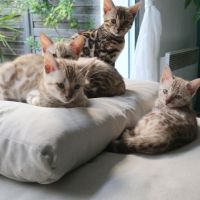 Magnifique bengal #6