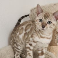 Magnifique bengal #7