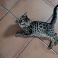 Magnifique bengal #8