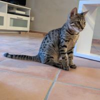 Magnifique bengal #9
