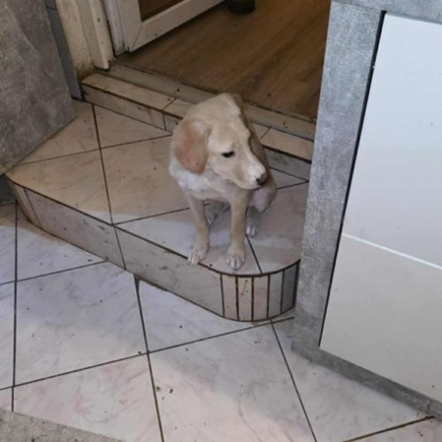 Carl chiot à adopter #1