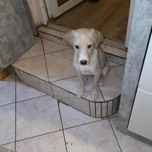 Carl chiot à adopter #3