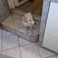 Carl chiot à adopter #1