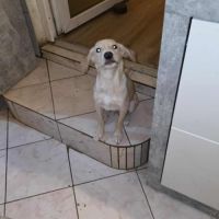 Carl chiot à adopter #0