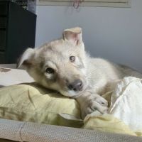 Chien loup femelle #2