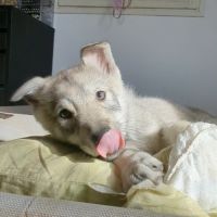 Chien loup femelle #0