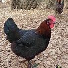 Oeuf fécondé, poussin, poule, coq marans / noirans #2