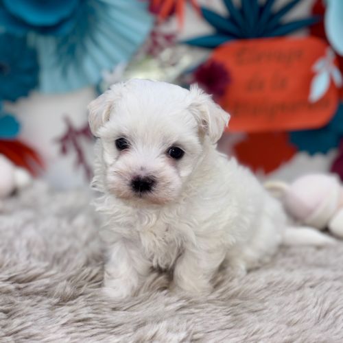 Bichon maltais
