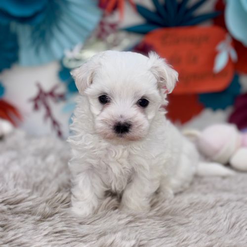 Bichon maltais #3