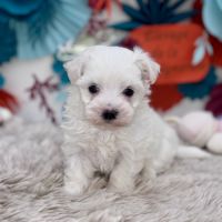 Bichon maltais #3