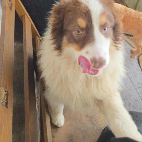 Ken le beau berger australien #2