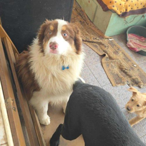 Ken le beau berger australien