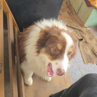 Ken le beau berger australien #1