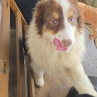 Ken le beau berger australien #2