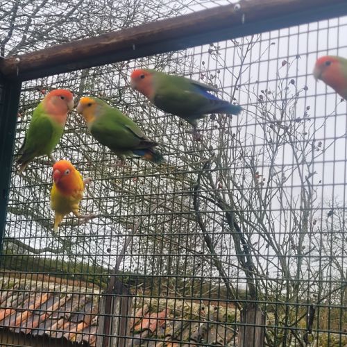 Inséparables verts #0