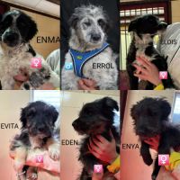 Adorables chiots croisés border collie, 3 mois