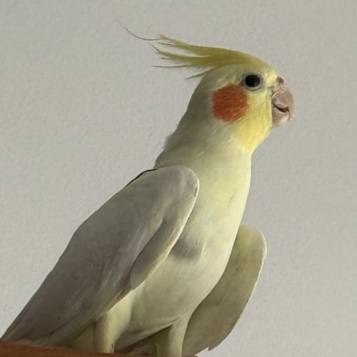 Mâle tres gentil #2