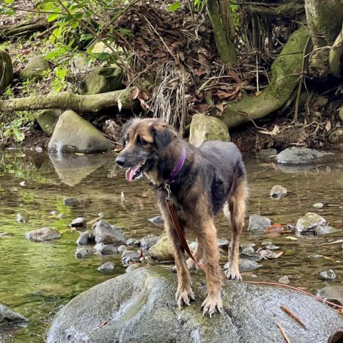 Bobby, un créole timide #1