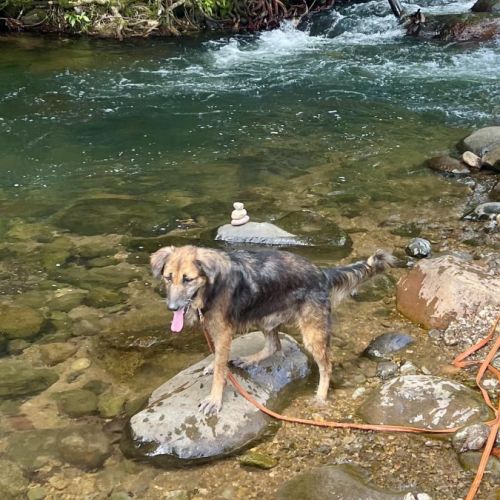 Bobby, un créole timide #7