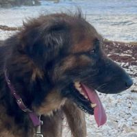 Bobby, un créole timide